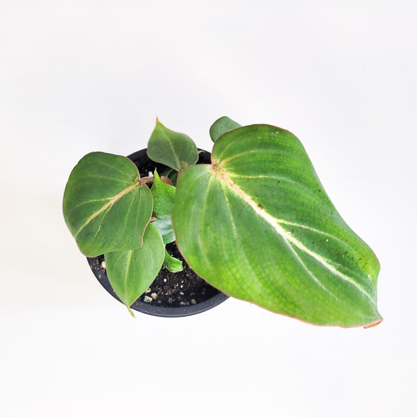 Philodendron gloriosum-ThePaintedLeaf